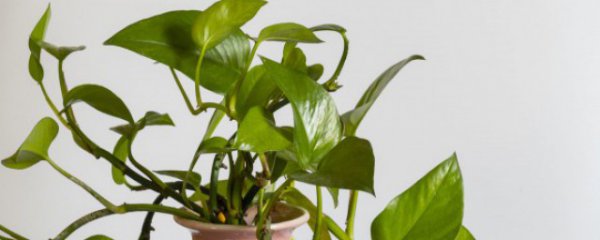 办公室摆什么花