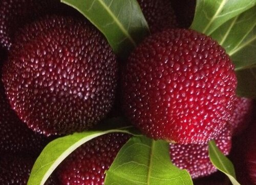 杨梅什么季节成熟上市