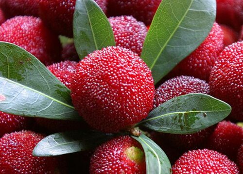 杨梅什么季节成熟上市