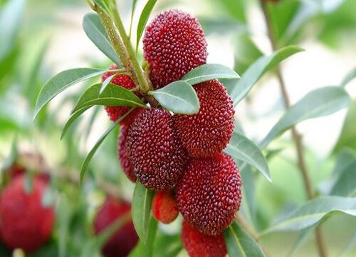 杨梅什么季节成熟上市