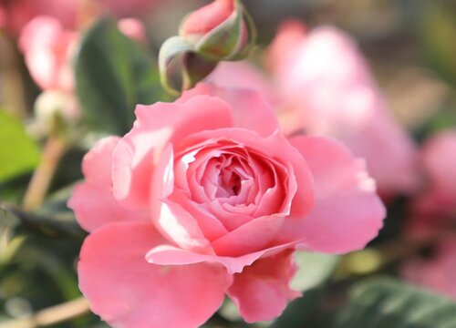 月季如何养护不久蹭蹭冒花苞