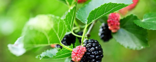 最简单桑树的种植方法