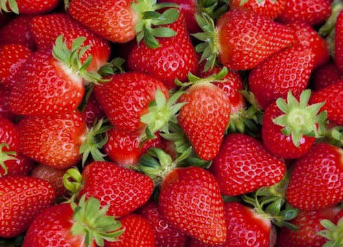 红颜和章姬哪个品种好