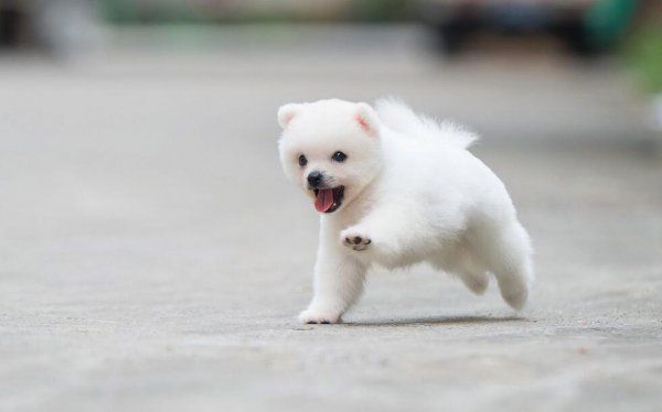 博美犬几个动作说明他爱你