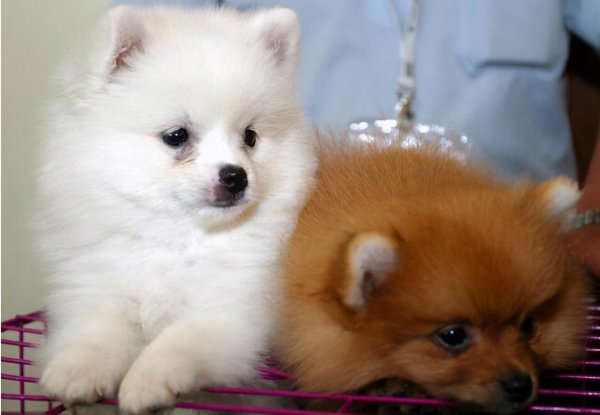 博美犬几个动作说明他爱你