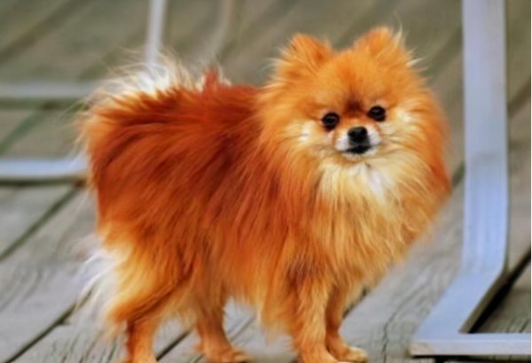 博美犬几个动作说明他爱你