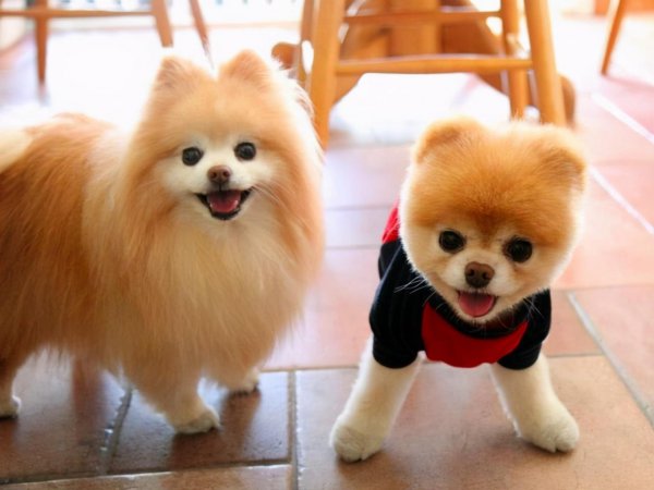 博美犬几个动作说明他爱你