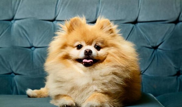 博美犬几个动作说明他爱你