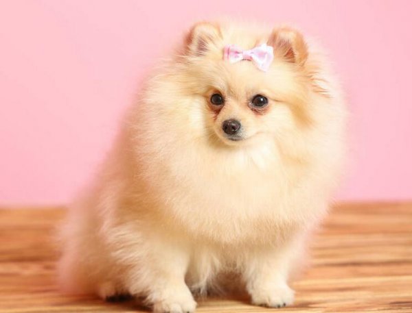 博美犬几个动作说明他爱你