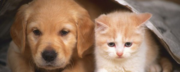 冬季猫咪饮食注意事项