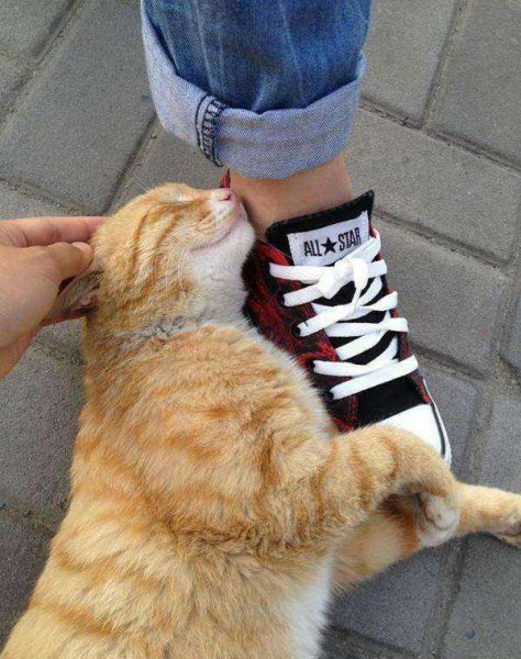 猫咪一直在身边蹭来蹭去是为什么