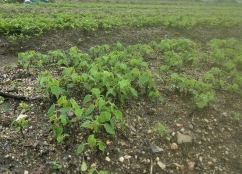 茯苓种植技术与栽培管理方法