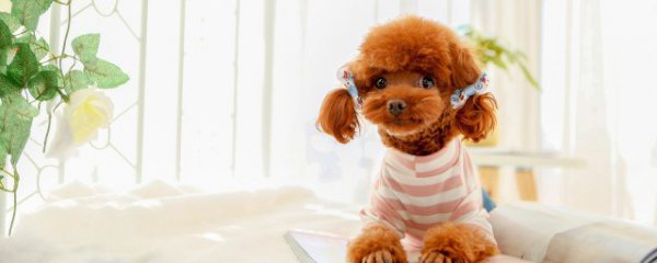 泰迪狗怎么养毛发才长得好