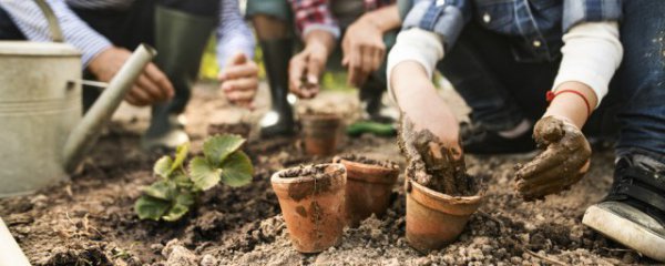 山上放什么植物招财