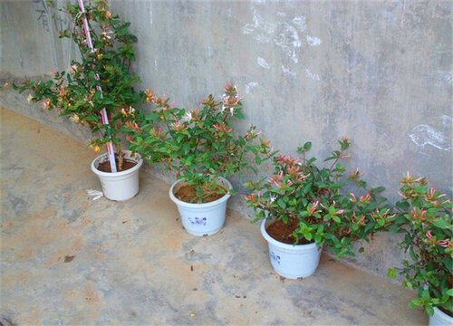 金银花什么时间移栽最好