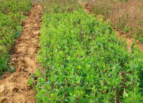 金银花什么时间移栽最好