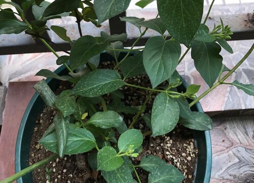 金银花什么时间移栽最好