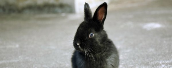 什么属相的人不能养宠物