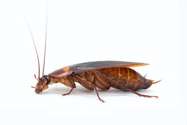 厨房里的蟑螂怎样才能杀干净