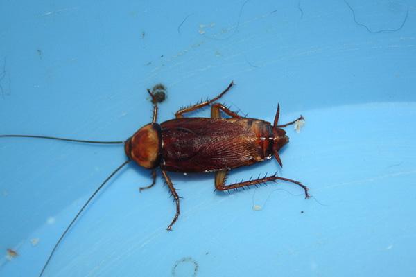 厨房里的蟑螂怎样才能杀干净