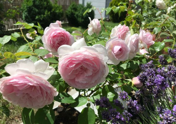 奥利维亚月季优缺点