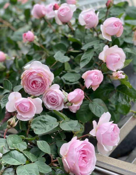 奥利维亚月季优缺点