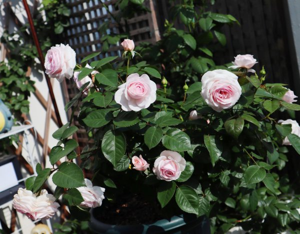 奥利维亚月季优缺点