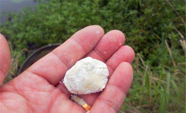 夏天钓鲫鱼用什么饵料