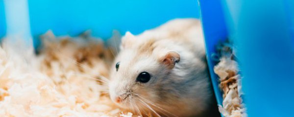 仓鼠能不能带上大巴车