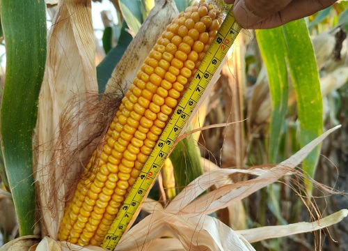 瑞普909玉米品种介绍