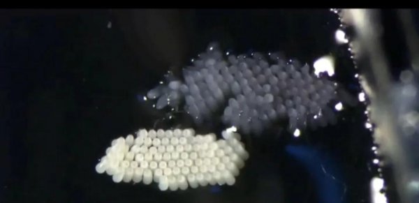 蚊子在哪里产卵介绍