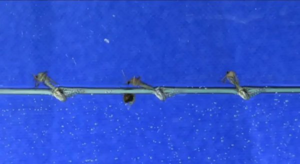 蚊子在哪里产卵介绍