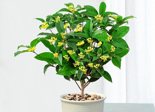 桂花养殖实用技巧