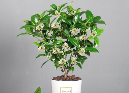 桂花养殖实用技巧