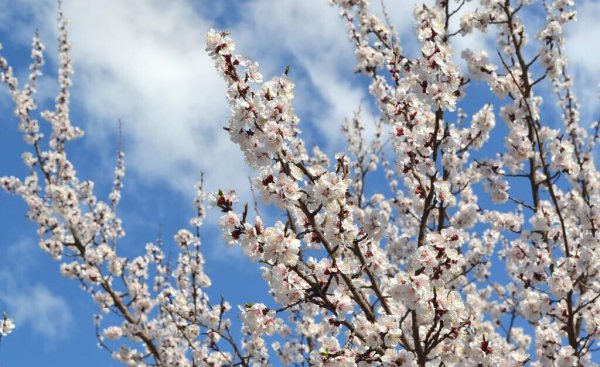 院子有杏树一棵好不好