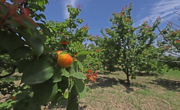 院子有杏树一棵好不好