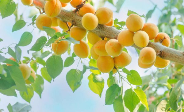 院子有杏树一棵好不好