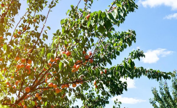 院子有杏树一棵好不好