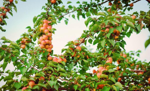 院子有杏树一棵好不好