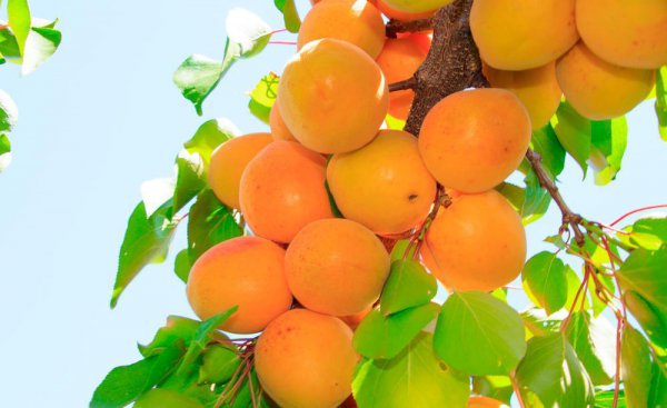 院子有杏树一棵好不好