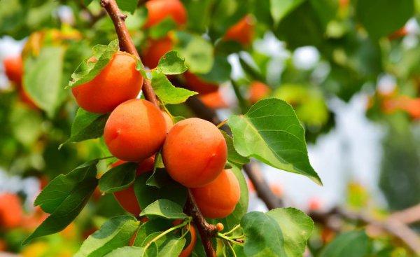 院子有杏树一棵好不好