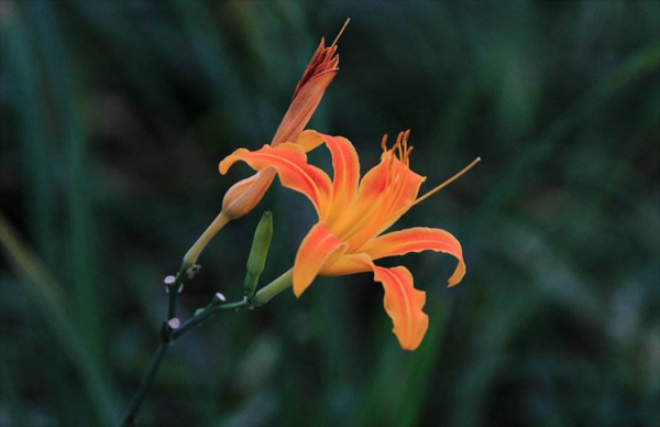 送给妈妈的花有哪些