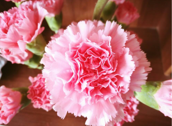 送给妈妈的花有哪些