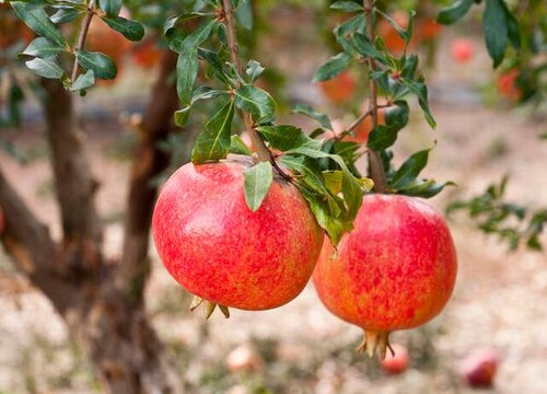 石榴喜阴还是喜阳光的植物