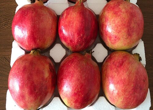 石榴喜阴还是喜阳光的植物