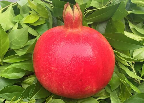 石榴喜阴还是喜阳光的植物