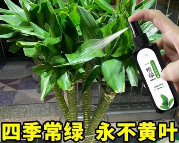 观音竹叶子发黄怎么救才能更旺盛