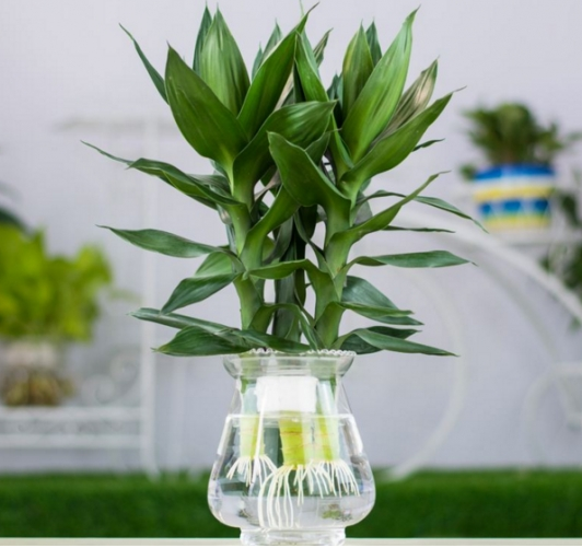 观音竹叶子发黄怎么救才能更旺盛