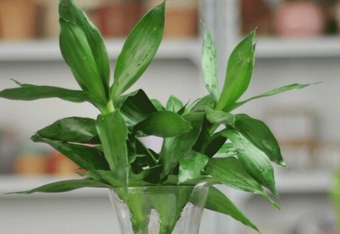 观音竹叶子发黄怎么救才能更旺盛