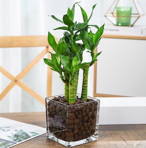 观音竹叶子发黄怎么救才能更旺盛